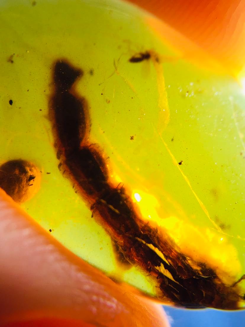 Burmese burmite Cretaceous Animal Tail Insect Fossil Amber Myanmar