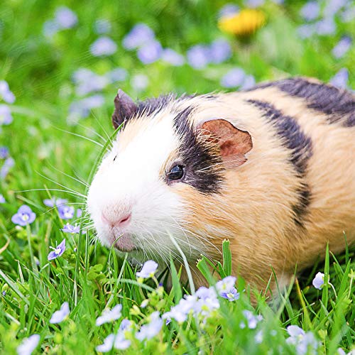 Relaxdays Freilaufgehege mit Netz-Abdeckung, Gehege für Hasen & Nager, Kleintiergehege mit Sonnenschutz, Ø 110 cm, Grün