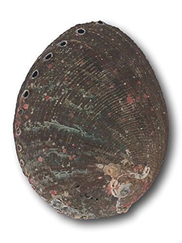 Premium Bundle With 6 Inch Or Larger Abalone Shell, Stained Wooden Tripod Stand, And 3 California White Sage Smudge Sticks For Incense Burning, Home Fragrance, Energy Clearing, Yoga, Meditation #TOP7