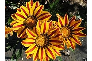 200 Gazania Kiss Golden Flame Flower Seeds - Perennial Gazania Rigens Flower Seeds