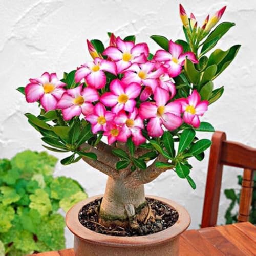 Comparison: Best Pot For Desert Rose 10 Adenium Desert Rose Plant Live, Desert Rose Live Plant, 4 to 6 Inc Tall (Pink)