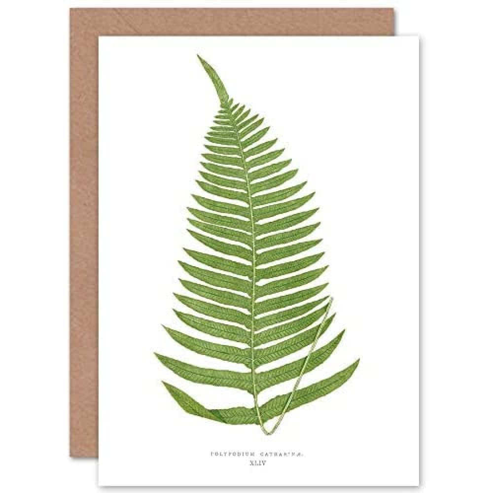 Wee Blue Coo Fern Polypodium Catharinae Greeting Card With Envelope Inside Premium Quality