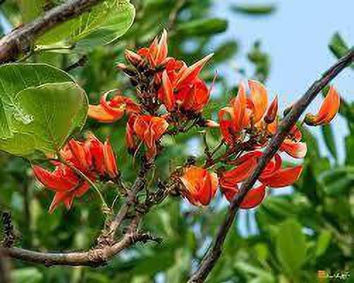 See full amazon price history chart for Palas Tree Plant Palas Tree Plant (B0CJYPMF3V) Amazon Price History, Amazon Price Tracker