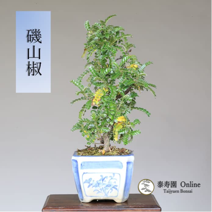 磯山椒（小品盆栽） Amazon.co.jp: 磯山椒 小品盆栽【泰寿園 Online】 : DIY・工具・ガーデン