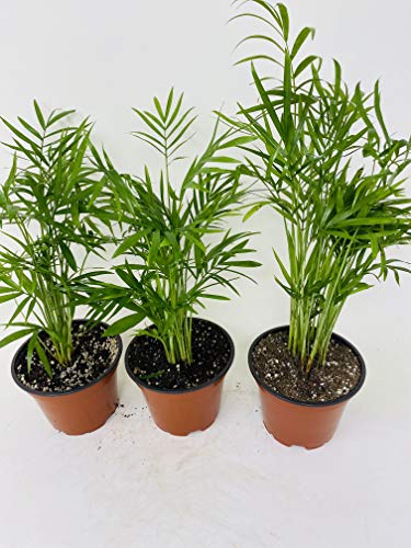 Victorian Parlor Palm - Chamaedorea - 4" Pot - 3 Pack Live Plant Unique From Jmbamboo #TOP1