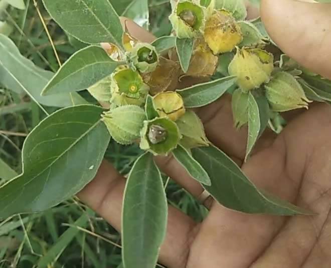 Miniatura 4 de AIVA Paneer Phool  Panir Doda  Cuajo de hierbas ayurvédicas  Withania Coagulans - 705oz