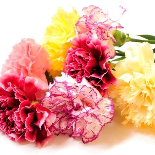 Carnation Giant Chabaud Super Claudia Mixed Seeds