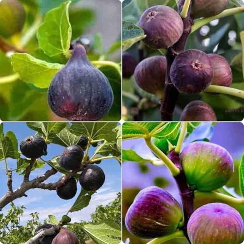 Image of All-Time12 Months Hybrid Grafted Guti Kolom Live Fruit Plant Original & Authentic Organic Tree for Outdoor Fast-Growing Fruit Plant Home Pack Of-1 (Fig Anjeer Air Layered Grafted Plant, Medium)