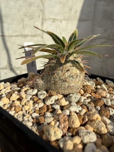 �p�L�|�f�B�E�� �O���L���X ���� �ǌ^ �܂�܂銔 �򍪐A�� �R�[�f�b�N�X