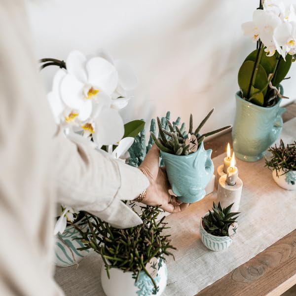 Planta Phalaenopsis Amabilis Orquídea blanca Ø9 cm y suculenta Crassula Hobbit Ø 6 cm – En macetas de cerámica turquesa – Planta de interior exótica Duo