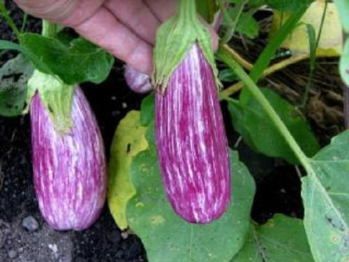 semi semi Melanzana Melanzana 50 Semi Antigua