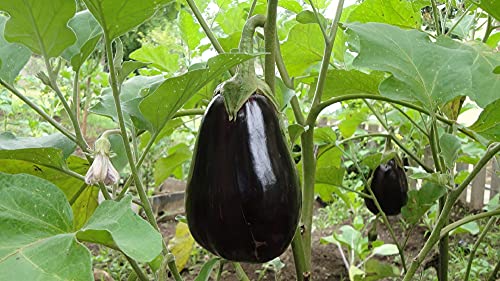 Lote de 100 semillas de berenjena Black Beauty - variedad hortícola muy antigua y precoz - nueces muy grandes y ovaladas de 400 a 600 gr - Excelente comportamiento postcosecha