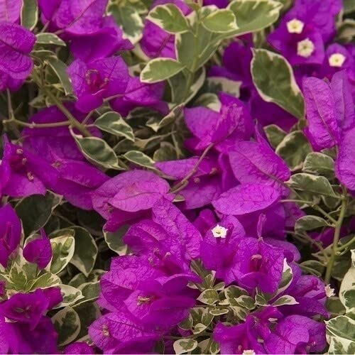 Live Flower Plant - Bougainvillea Flower - From 3 Inc ('Blueberry Ice') #TOP1