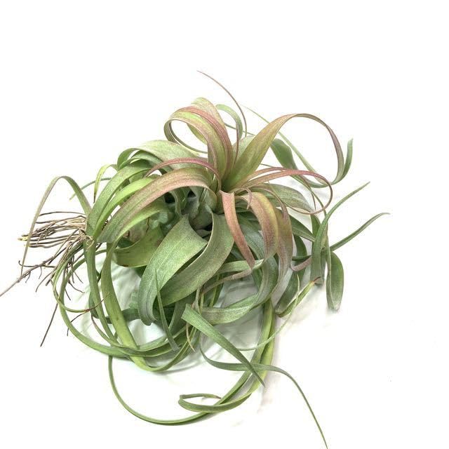 Amazon.co.jp: (現品) チランジア 'エリックノブロック' (No.21380