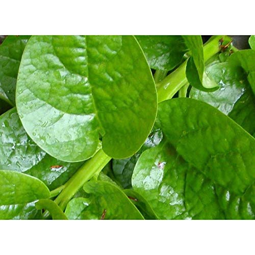 Malabar Spinach (Green Stem Variety) - Excellent for stir-fry cooking or RAW!!!!(25 - Seeds)