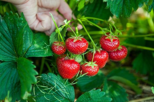 Futaba Hanging Strawberry Seeds - 500 Pcs