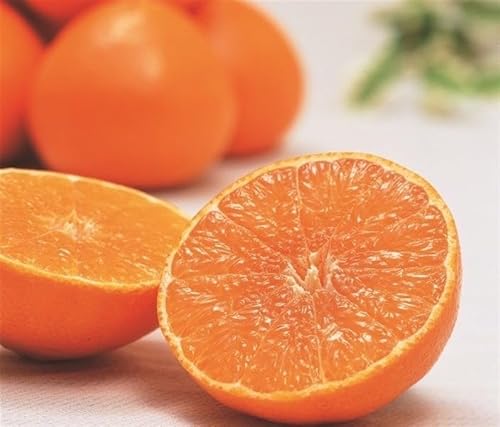 Q܂ǂ n ACJ() 󂠂 2.5kg TCYC y12oוEoדCEwsz(TCYEƒp)