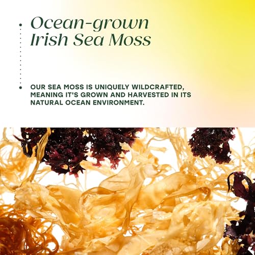 MegaFood Sea Moss Complex – 5-in-1 Blend with Bladderwrack & Burdock (120 Capsules, 60 Servings) — view 5