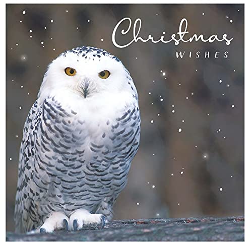 Official Animal Planet Box Christmas Cards, 20 Cards/ 4 Designs, Multi - Image 3