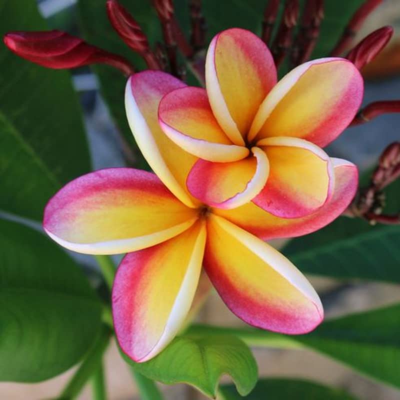Rainbow Plumeria Cutting