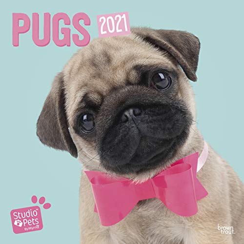 Pugs 2021 Square Wall Calendar (Studio Pets)