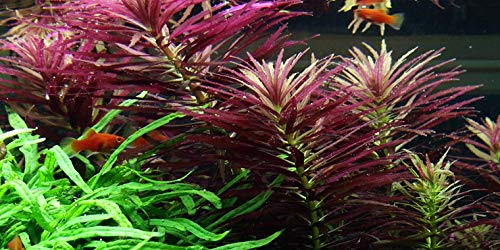 Limnophila hippuridoides - 1 Bunch - Live Aquarium Plant