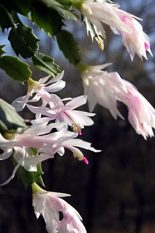 White Christmas Cactus Plant - Zygocactus - 4" Pot