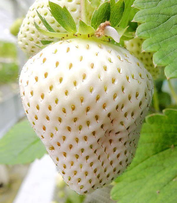 See full amazon price history chart for GreenCaart White Strawberry live plant Original Healthy Plant with pot Pack of 2 GreenCaart White Strawberry live plant Original Healthy Plant with pot Pack of 2 (B0BKXWFJLZ) Amazon Price History, Amazon Price Tracker