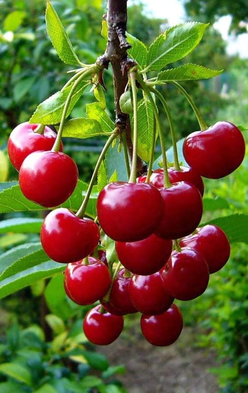 Cherry fruit seeds | organic fruit seeds | pure Red sweet cherry seed For  Your Garden and home planting Pack of 5 seeds : Amazon.in: Garden & Outdoors
