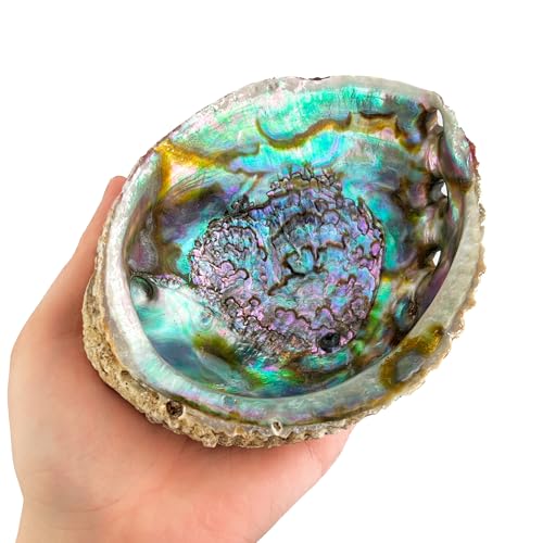 MUT22 Concha de Abulón Natural 12 a 13 cm para Quemar Palo Santo y Salvia Blanca