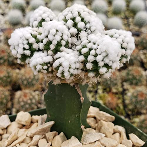 Planet Desert Mammillaria Gracilis Cv. Oruga Grafted Cacti Cactus Succulent Real Live Plant #TOP4