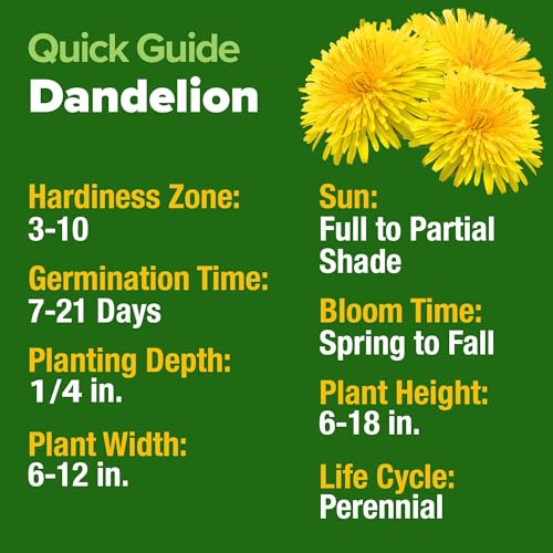 Image of HOME GROWN Dandelion Seeds for Planting - 1200 Heirloom Medicinal Herb Seeds Grow Edible Leaves and Flowers for Remedies or Wildlife (Taraxacum officinale)