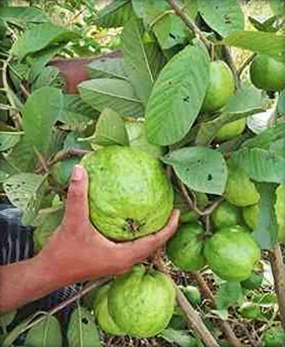 InGreen Hybrid Allahabad Safeda Variety Guava Grafted Live Plant[v16] (B09H4DC9M5) Amazon Price History, Amazon Price Tracker