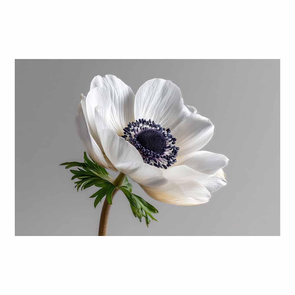 ZAMAEIU Nature Wall Art Single-petalled flowers decorative home accessories, paintings wall art,For living room, bedroom, Apartment Corridor Office etc.(white)-60x90cm Unframed