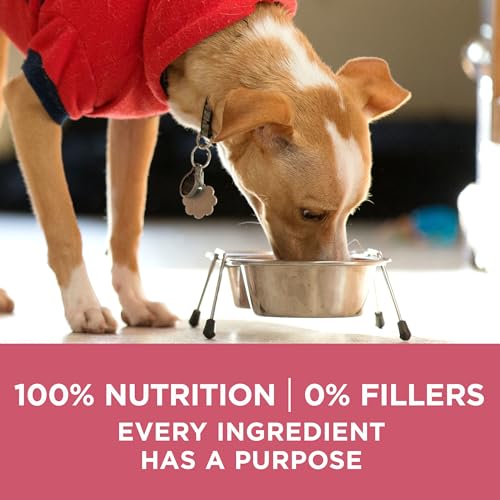 Purina ONE Plus Skin & Coat, Sensitive Stomach Dry Dog Food, 8 lb Bag - image 9