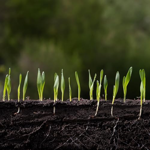 September To Dos in the Garden, When to Plant Grass Seed, Maintaining Lilac Bushes
