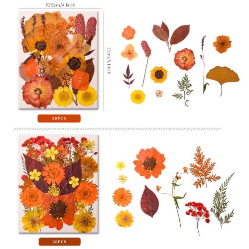 Image of 5 Packs 140 Pressed Dried Flowers & Leaves, Fall | Assorted Natural Dry Flowers, DIY Crafts, Resin Jewelry, Card Making, Soap, Candles, Nail Art, Scrapbooking