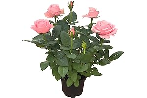 Diana Seedling Rose Bushes for Yard Decor, Blooms This Year