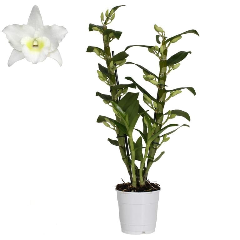 Dendrobium Nobile Weiß – Edle Zimmerorchidee | 40–50 cm Gesamthöhe | Blühstarke Premium-Orchidee für Zuhause & Büro | Pflegeleicht & Dekorativ