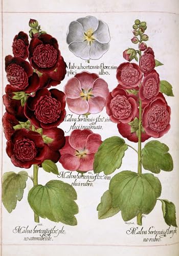 De Célèbres Tableaux Affiche de Arts Malva Hortensis Besler Toile 60x90