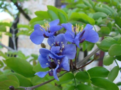 lignum vitae Guaiacum sanctum Exotic lathe hard wood bonsai rare seed 100 seeds