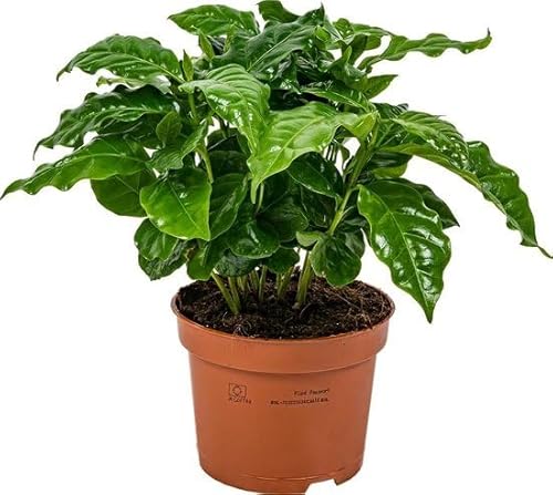 Planta del Café Natural Planta Resistente y de Fácil Mantenimiento