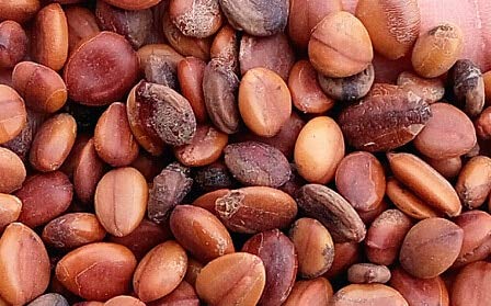 EasySeeds™ Cassia Fistula,Golden Shower Tree, Amaltas Seed,Indian Laburnum Seeds Pack of 50gm Seeds (Appx. 200 Seeds Per Packet)