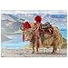 Rare Yak Blanc dans Les Montagnes De L'Himalaya - Premium 100 Pièces Puzzle - Collection spéciale MyPuzzle de Puzzle Galaxy