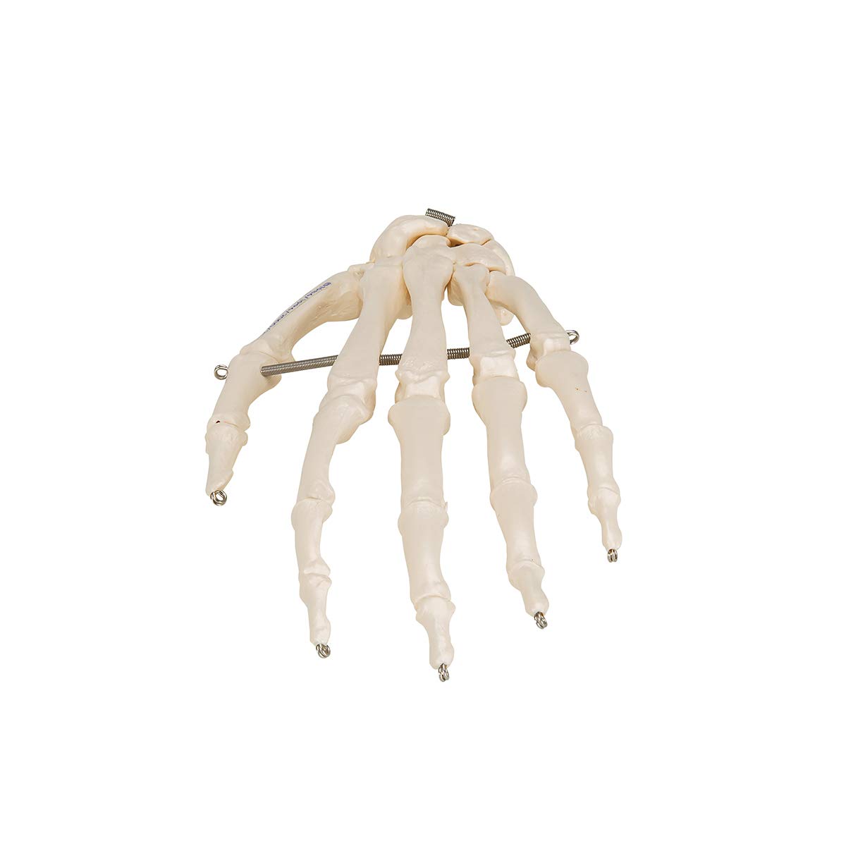 3B Scientific A40/L, A40/R Scheletro della Mano su Filo Metallico + software gratuito di anatomia - 3B Smart Anatomy