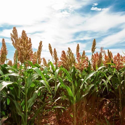 Mixrug 150+ Perennial Sugar Cane Seeds for Planting Tropical Sugarcane Plant Seeds Non-GMO Heirloom Pollinated Variety for Outdoor Home