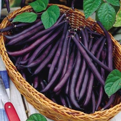 Creative Farmer Vegetable Seeds Snap Beans Seeds - Beans Purple ?Seeds Seeds For Planting Home Garden Seeds (B07N49ZDJ6) Amazon Price History, Amazon Price Tracker