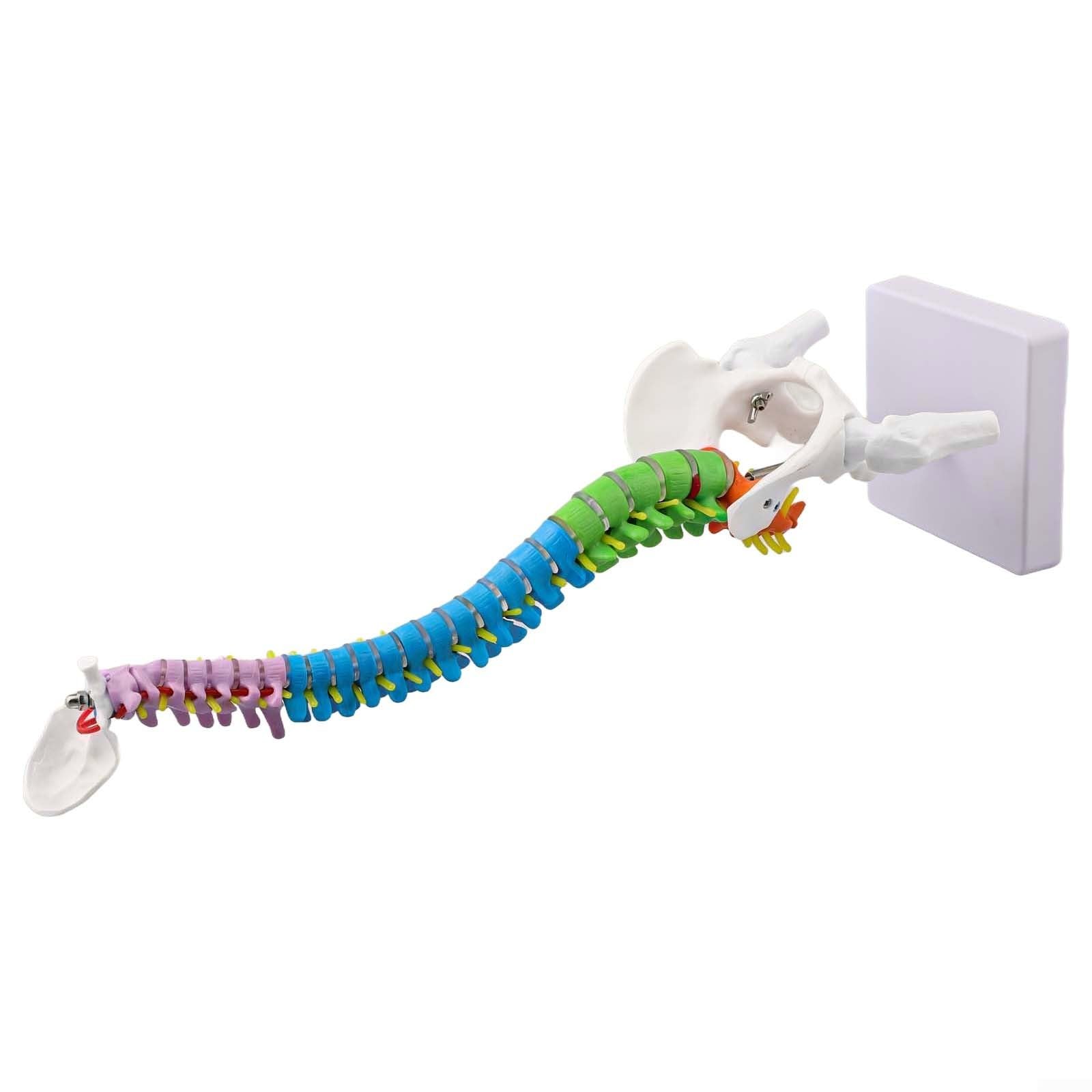 45 cm Human Model With Colour-Coded Anatomy 45 cm Human Model With