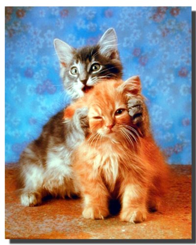 Cute Cat Hear No Evil Kittens Kids Room Wall Decor Art Print Picture Poster (16x20)