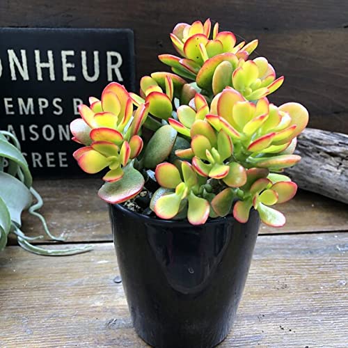 Amazon｜黄金姫花月 金のなる木 紅葉 多肉植物｜観葉植物